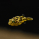Erbsenkugelfisch, Monotetrus travacoricus / Carinotetraodon travancoricus